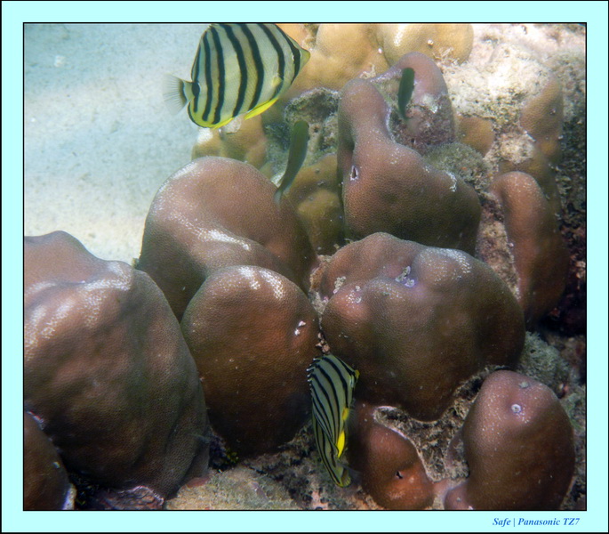 2011 - 03 - Koh Ngai 123